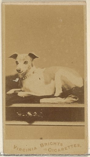 From the Dogs series (N47) for Virginia Brights Cigarettes
