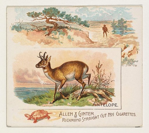 Antelope, from Quadrupeds series (N41) for Allen & Ginter Cigarettes