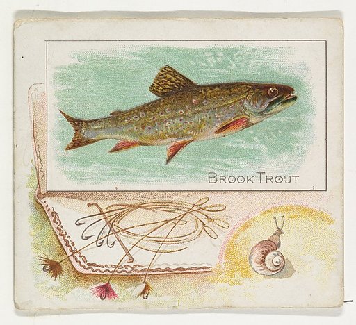Brook Trout, from Fish from American Waters series (N39) for Allen & Ginter Cigarettes
