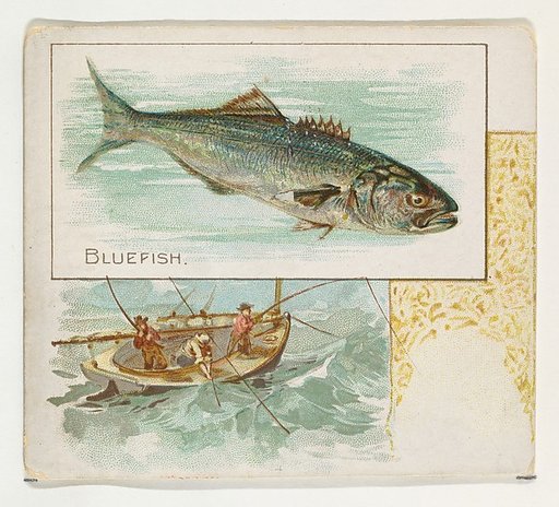 Bluefish, from Fish from American Waters series (N39) for Allen & Ginter Cigarettes