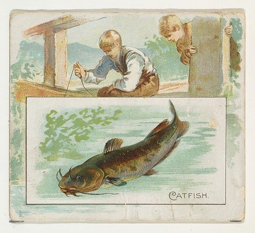 Catfish, from Fish from American Waters series (N39) for Allen & Ginter Cigarettes
