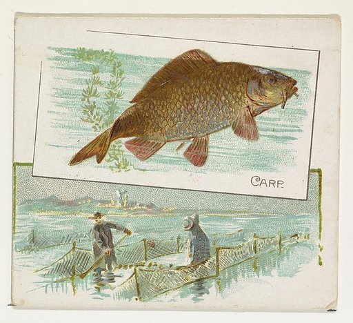 Carp, from Fish from American Waters series (N39) for Allen & Ginter Cigarettes