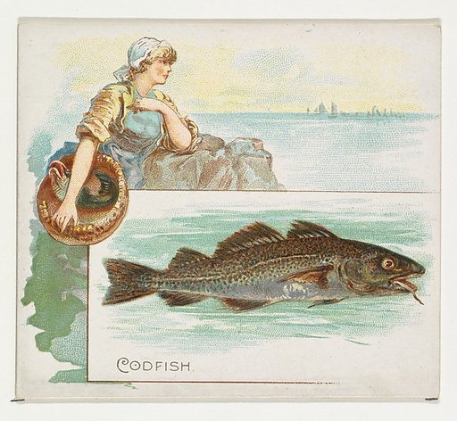 Codfish, from Fish from American Waters series (N39) for Allen & Ginter Cigarettes