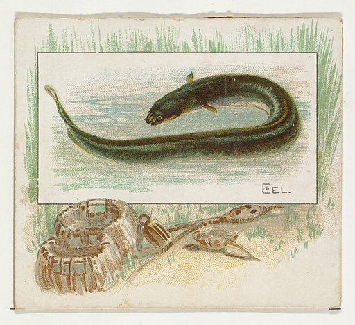 Eel, from Fish from American Waters series (N39) for Allen & Ginter Cigarettes