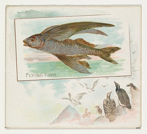 Flying Fish, from Fish from American Waters series (N39) for Allen & Ginter Cigarettes