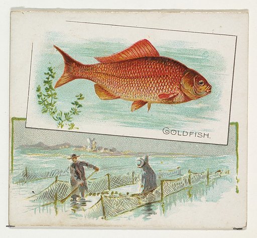 Goldfish, from Fish from American Waters series (N39) for Allen & Ginter Cigarettes