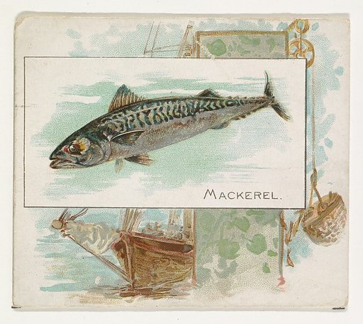 Mackerel, from Fish from American Waters series (N39) for Allen & Ginter Cigarettes