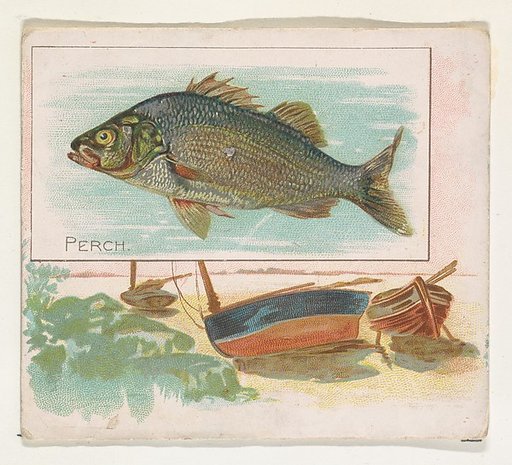 Perch, from Fish from American Waters series (N39) for Allen & Ginter Cigarettes