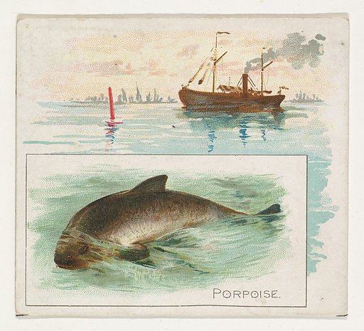Porpoise, from Fish from American Waters series (N39) for Allen & Ginter Cigarettes