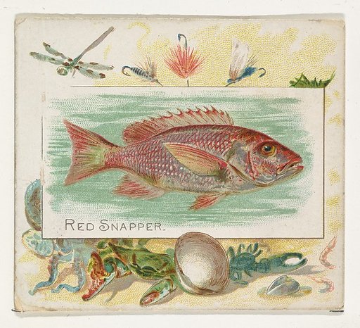 Red Snapper, from Fish from American Waters series (N39) for Allen & Ginter Cigarettes