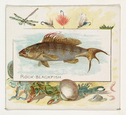 Rock Blackfish, from Fish from American Waters series (N39) for Allen & Ginter Cigarettes
