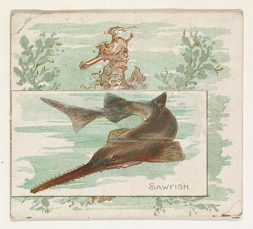 Sawfish, from Fish from American Waters series (N39) for Allen & Ginter Cigarettes