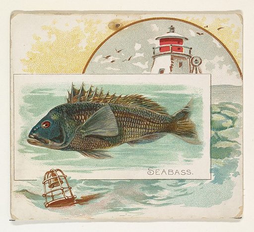 Sea Bass, from Fish from American Waters series (N39) for Allen & Ginter Cigarettes
