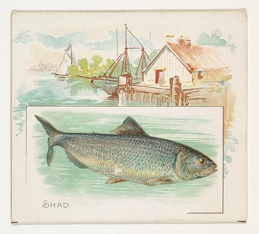Shad, from Fish from American Waters series (N39) for Allen & Ginter Cigarettes