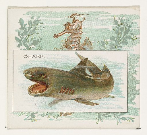 Shark, from Fish from American Waters series (N39) for Allen & Ginter Cigarettes