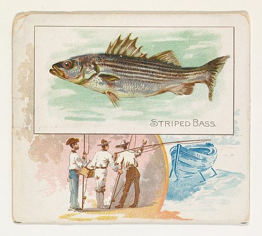 Striped Bass, from Fish from American Waters series (N39) for Allen & Ginter Cigarettes