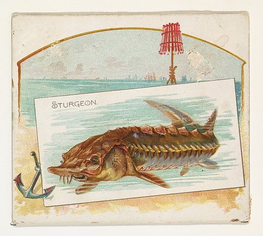 Sturgeon, from Fish from American Waters series (N39) for Allen & Ginter Cigarettes