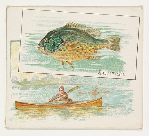 Sunfish, from Fish from American Waters series (N39) for Allen & Ginter Cigarettes
