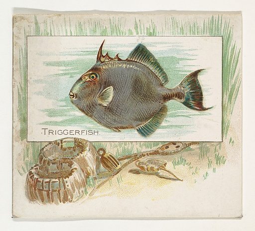 Triggerfish, from Fish from American Waters series (N39) for Allen & Ginter Cigarettes