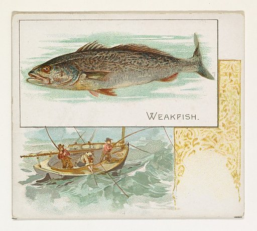 Weakfish, from Fish from American Waters series (N39) for Allen & Ginter Cigarettes