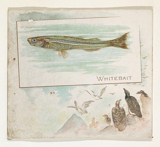 Whitebait, from Fish from American Waters series (N39) for Allen & Ginter Cigarettes
