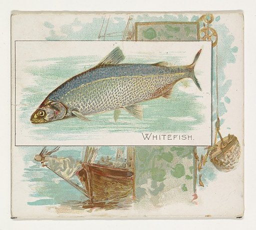Whitefish, from Fish from American Waters series (N39) for Allen & Ginter Cigarettes