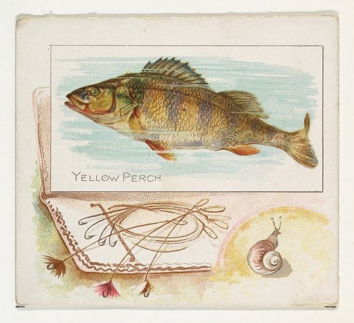 Yellow Perch, from Fish from American Waters series (N39) for Allen & Ginter Cigarettes