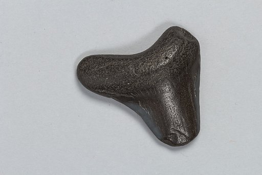 Oracle bone