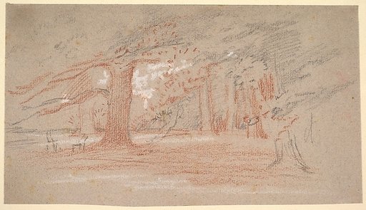 Cedar trees in a park