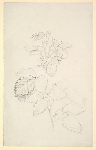 Study of a plant
