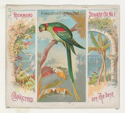 Alexandrine Ring Parakeet, from Birds of the Tropics series (N38) for Allen & Ginter Cigarettes