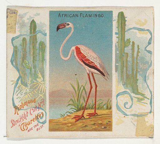 African Flamingo, from Birds of the Tropics series (N38) for Allen & Ginter Cigarettes