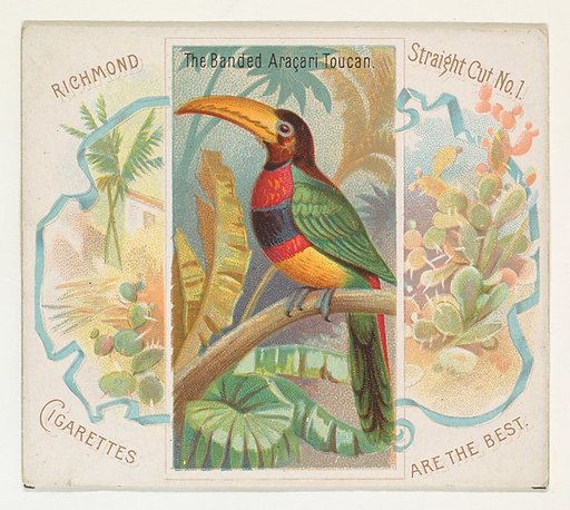 The Banded Aracari Toucan, from Birds of the Tropics series (N38) for Allen & Ginter Cigarettes