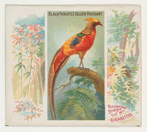 Black-Throated Golden Pheasant, from Birds of the Tropics series (N38) for Allen & Ginter Cigarettes