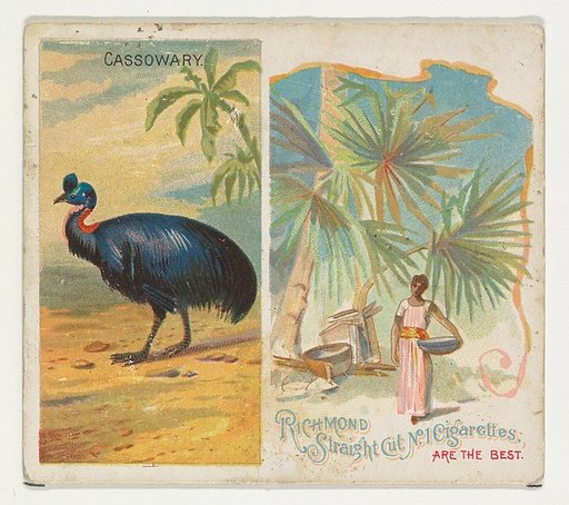 Cassowary, from Birds of the Tropics series (N38) for Allen & Ginter Cigarettes