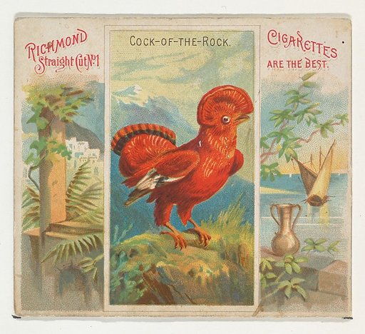 Cock-of-the-Rock, from Birds of the Tropics series (N38) for Allen & Ginter Cigarettes