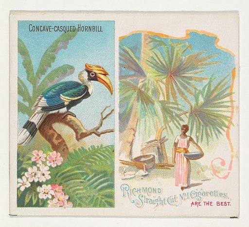 Concave-Casqued Hornbill, from Birds of the Tropics series (N38) for Allen & Ginter Cigarettes