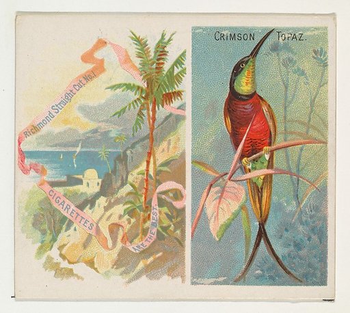 Crimson Topaz, from Birds of the Tropics series (N38) for Allen & Ginter Cigarettes