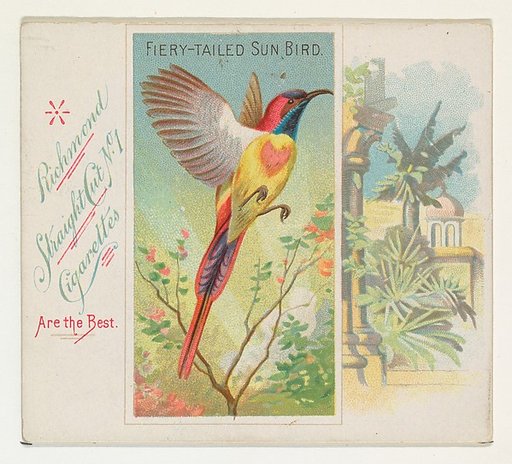 Fiery-Tailed Sun Bird, from Birds of the Tropics series (N38) for Allen & Ginter Cigarettes