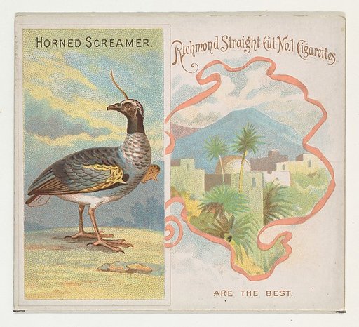 Horned Screamer, from Birds of the Tropics series (N38) for Allen & Ginter Cigarettes