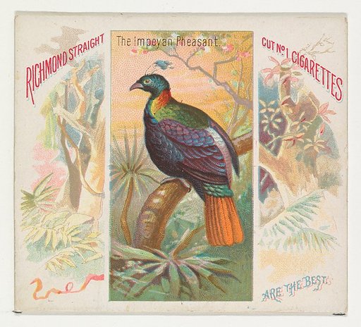 The Impeyan Pheasant, from Birds of the Tropics series (N38) for Allen & Ginter Cigarettes