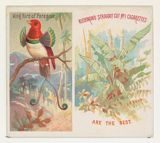 King Bird of Paradise, from Birds of the Tropics series (N38) for Allen & Ginter Cigarettes