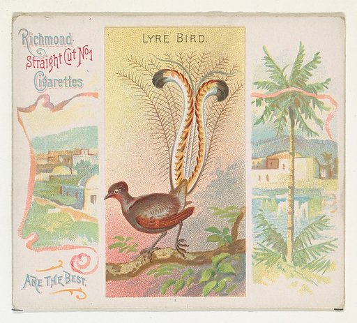 Lyre Bird, from Birds of the Tropics series (N38) for Allen & Ginter Cigarettes