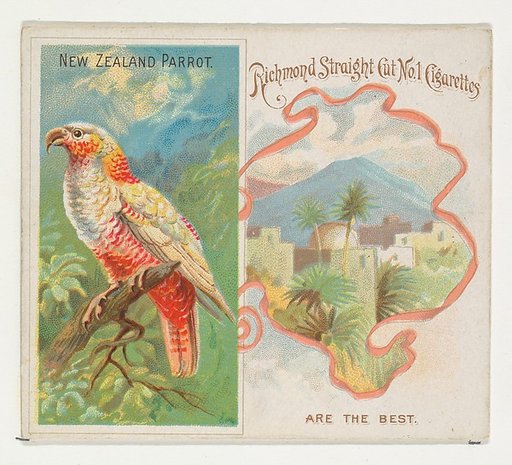 New Zealand Parrot, from Birds of the Tropics series (N38) for Allen & Ginter Cigarettes
