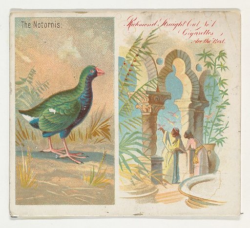 The Notornis, from Birds of the Tropics series (N38) for Allen & Ginter Cigarettes