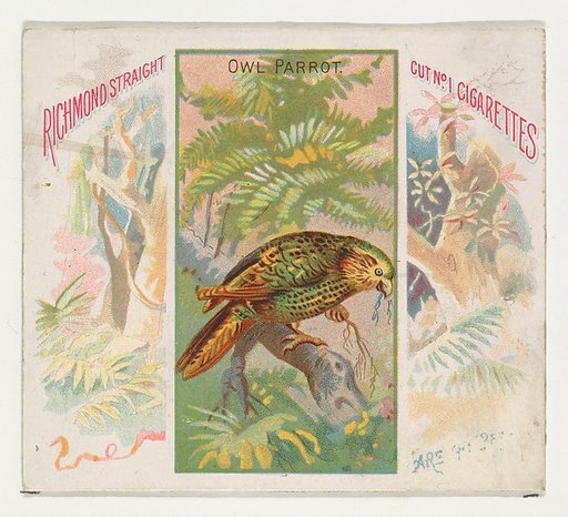Owl Parrot, from Birds of the Tropics series (N38) for Allen & Ginter Cigarettes