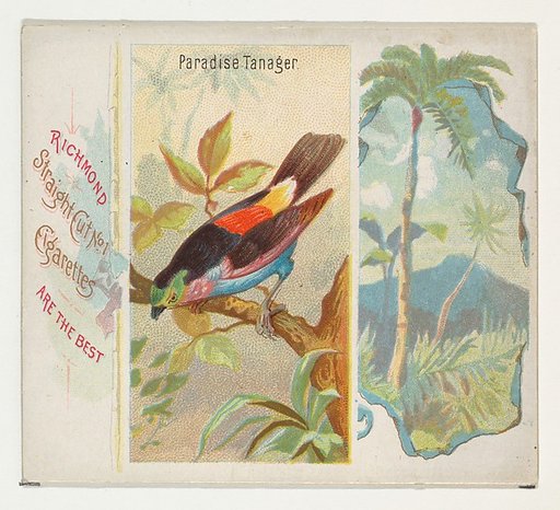 Paradise Tanager, from Birds of the Tropics series (N38) for Allen & Ginter Cigarettes