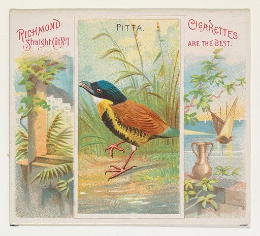 Pitta, from Birds of the Tropics series (N38) for Allen & Ginter Cigarettes