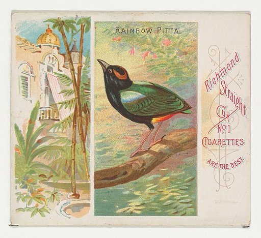 Rainbow Pitta, from Birds of the Tropics series (N38) for Allen & Ginter Cigarettes