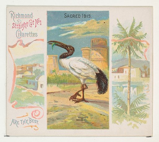 Sacred Ibis, from Birds of the Tropics series (N38) for Allen & Ginter Cigarettes